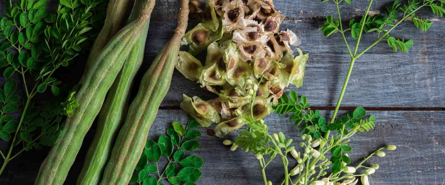 Què és el te de Moringa, quins són els beneficis del te de Moringa?